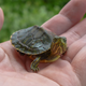 Illustration for article titled 50 turtles in Burger King parking lot quickly adopted
